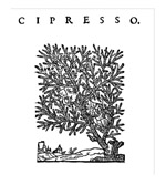 cipresso 2