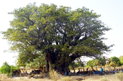cucina-senegalese-baobab