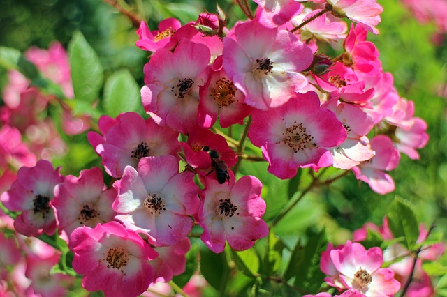 wildrose-fiori-bach