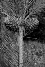 pinolo1