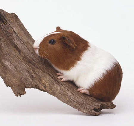 cavia1