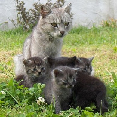 mamma gatta gattini