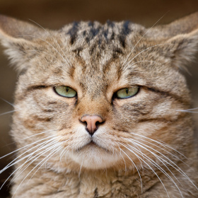 gatto sterilizzare
