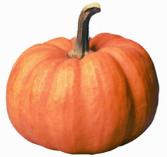zucca