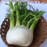 Finocchio - Ortaggio del mese Biolcalenda Dicembre 2015