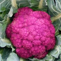 Cavolfiore - Ortaggio del mese Biolcalenda Febbraio 2016