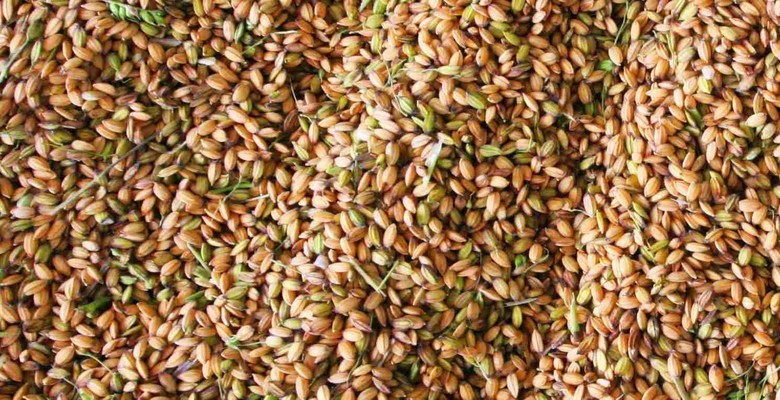 Il riso… cereale molto versatile