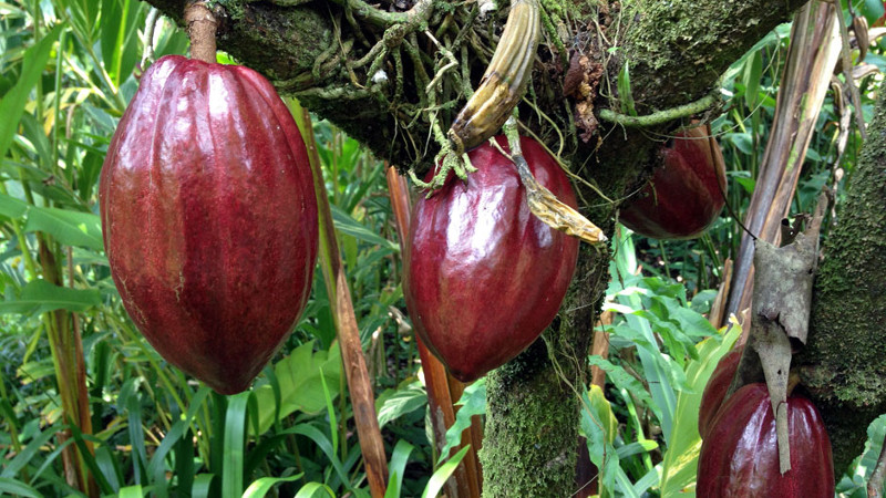 Il cacao - Biolcalenda di Dicembre 2018