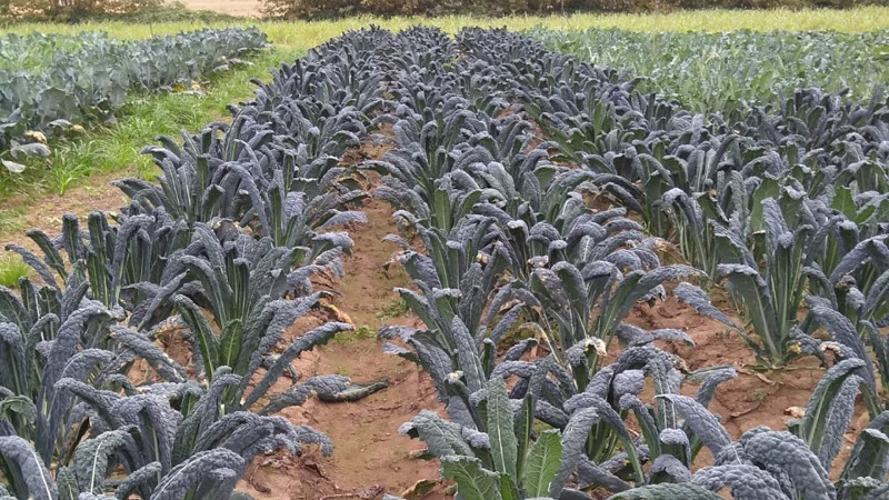 Cavolo nero - Biolcalenda di Gennaio2019