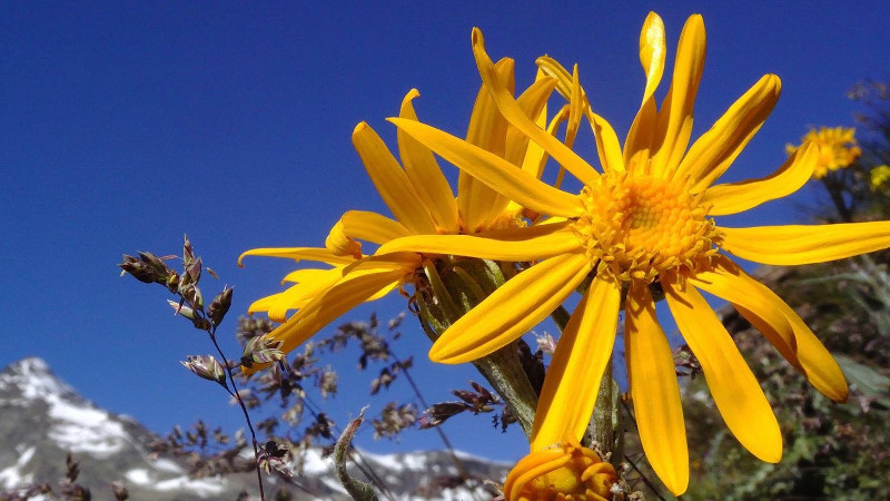 Arnica montana