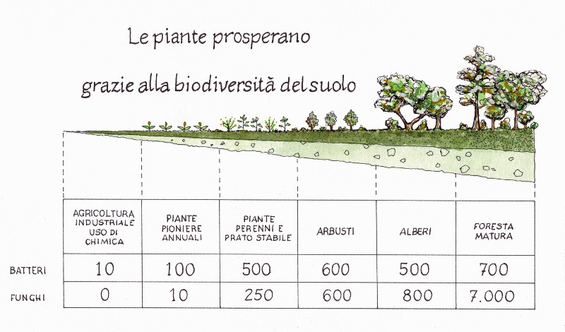 Buone pratiche in agricoltura biodinamica - Fabio Fioravanti
