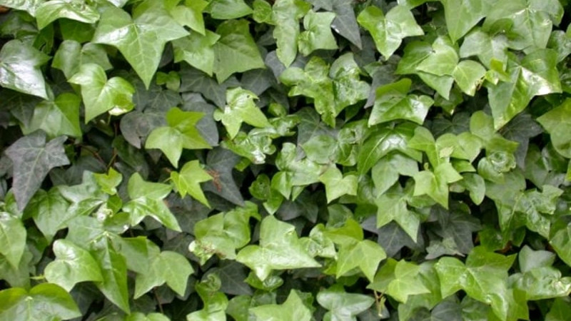 Ruolo ecologico, funzione e utilità della flora spontanea