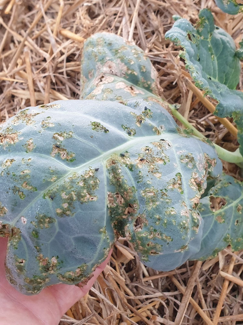 Rimedi naturali per il controllo dell’altica in orticoltura