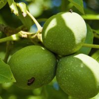 La Noce - Biolcalenda di novembre/dicembre 2025